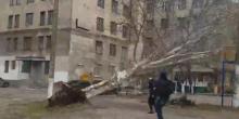 Фото новости: В Николаеве сняли на видео, как ветер вывернул с корнем огромный тополь Свежие новости: В Николаеве сняли на видео, как ветер вывернул с корнем огромный тополь