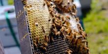 Свежие новости: Украина - лидер по производству меда в Европе и пятая в мире