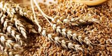 Свежие новости: Стало известно, сколько зерна Украина продала за границу