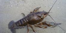 Свежие новости: После 20 сентября в николаевский водах для раков наступят непростые времена