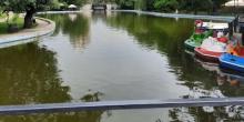Свежие новости: В Одессе Пруды в парке будут лечить хлореллой и водным гиацинтом