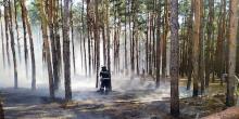 Фото новости: В Новоодесском районе горел лес: вероятная причина — поджог Свежие новости: В Новоодесском районе горел лес: вероятная причина — поджог