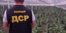 Свежие новости: В Кривом Роге обнаружили наркоплантации на 130 млн гривен