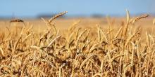 Свежие новости: На Миколаївщині  стартували жнива