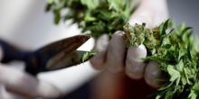 Фото новости: В Раде разработают закон о легализации марихуаны Свежие новости: В Раде разработают закон о легализации марихуаны