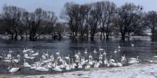 Свежие новости: Гибель зимующих лебедей: виноваты подкармливающие хлебом