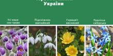 Свежие новости: До уваги жителів Южноукраїнська! Заборона щодо торгівлі ранньоквітучими рослинами