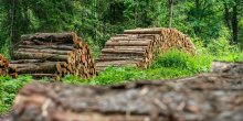 Свежие новости: Україна призупинила експорт дров і деревини
