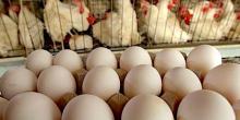 Свежие новости: Первомайська міська рада замовила своєму фавориту яйця на 35% дорожче від ринку