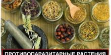 Фото Это важно - растения против паразитов