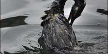 Свежие новости: В Нидерландах произошла масштабная утечка нефти, поразившая сотни птиц
