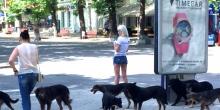 Свежие новости: Десяток бродячих собак спокойно прогуливаются по центральной улице Николаева и нападают на людей
