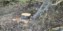 Свежие новости: Вместо лесопосадок  остались пеньки. Вознесенский район скоро превратиться в степь