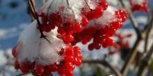 Свежие новости: Пятница придет в Украину с ночным морозом и дневным теплом до +13