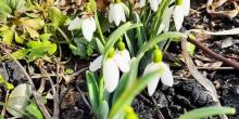 Свежие новости: В Николаеве в конце февраля расцвели подснежники