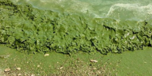 Свежие новости: В сети появилось видео зеленого моря на пляжах Очакова