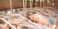 Свежие новости: Из-за свиной чумы открыли уголовное производство в Николаевской области