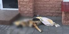 Свежие новости: В Николаеве потравили бездомных собак – жильцам сутки пришлось наблюдать трупы под окнами