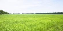 Свежие новости: Прокуратура инициировала вопрос возврата государству незаконно занятого на Николаевщине участка стоимостью 400 тысяч
