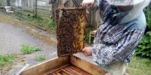 Свежие новости: Николаевская аграрка создаст собственную пасеку