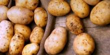 Свежие новости: Картопля почала дешевшати: причини та прогнози