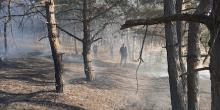 Фото новости: У Христофорівському лісництві Баштанського району двічі горіла хвойна підстилка Свежие новости: У Христофорівському лісництві Баштанського району двічі горіла хвойна підстилка
