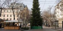 Свежие новости: В Одессе для елки на Дерибасовской срубили 400 сосен