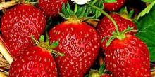 Фото новости: Цена на клубнику в Украине стала рекордной Свежие новости: Цена на клубнику в Украине стала рекордной