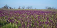 Свежие новости: На Николаевщине расцвело самое большое в Европе поле диких орхидей