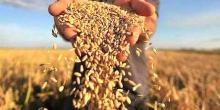 Свежие новости: В Украине рекордный урожай зерновых