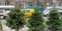 Свежие новости: В Николаеве начали продавать первые сосны и ели