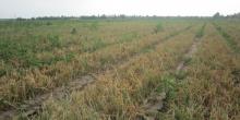 Фото новости: Урожай лука оказался под угрозой Свежие новости: Урожай лука оказался под угрозой