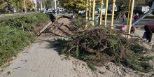 Свежие новости: В сквере Николаева срубили несколько кустов можжевельника, чтобы протянуть кабель к детской площадке