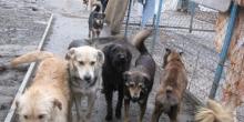 Фото новости: Что делать с бездомными собаками в Николаеве: за что сегодня голосуют депутаты Свежие новости: Что делать с бездомными собаками в Николаеве: за что сегодня голосуют депутаты