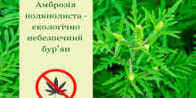 Свежие новости: У Південноукраїнську борються з амброзією – найсильнішим алергеном літа