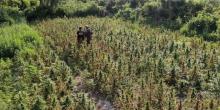 Фото новости: Под Херсоном нашли поле марихуаны с урожаем на 10 миллионов гривен Свежие новости: Под Херсоном нашли поле марихуаны с урожаем на 10 миллионов гривен