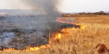 Свежие новости: Юг Украины из-за жары и ветра охватили масштабные пожары