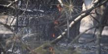Свежие новости: Масштабна пожежа на Миколаївщині: у лісі горіла хвойна підстилка