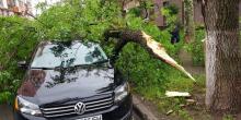 Свежие новости: В Николаеве огромная ветка рухнула на припаркованные автомобили