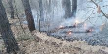 Свежие новости: На Николаевщине в лесничестве выгорел почти гектар хвойной подстилки – подозревают поджог