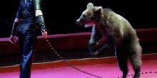 Свежие новости: В Киеве запретили передвижные цирки