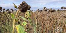 Свежие новости: Врожайність соняшнику на Миколаївщині подекуди не досягає 0,2 т/га — фермери