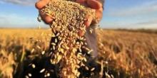 Свежие новости: Украина входит в тройку крупнейших мировых экспортеров зерна