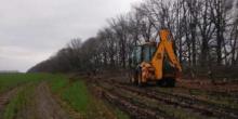 Свежие новости: ВИДЕО: Активист возмутился, что в Новоодесском районе вдоль полевой дороги вырубили дубы