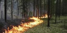 Свежие новости: На Николаевщине дважды горели леса - пожарные подозревают поджог