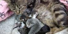 Свежие новости: В Николаеве под двери «Центра защиты животных» подбросили домашнюю кошку с только что рожденными котятами