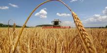 Свежие новости: В Украине ухудшили прогноз на урожай текущего года из-за пандемии и засухи