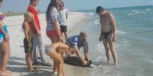 Свежие новости: ВИДЕО: На пляже Кинбурнской косы на Николаевщине море выбрасывает тела погибших дельфинов