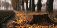 Свіжі новини: Незаконна вирубка дерев на Миколаївщині: біля Бурилового зрубали дуби на 700 тис. грн