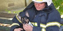 Свежие новости: В Николаеве сотрудники ГСЧС потушили пожар в многоэтажке и спасли собаку